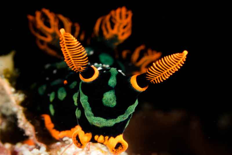 kubaryanas nemobrotha nemorotha kubaryana