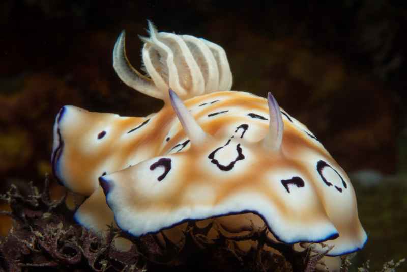 leopard chromodoris chromodoris leopardus