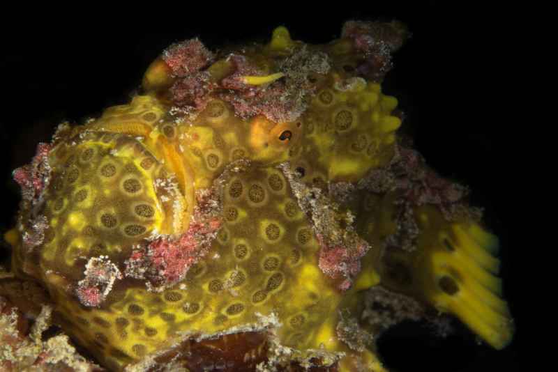painted frogfish antennarius pictus