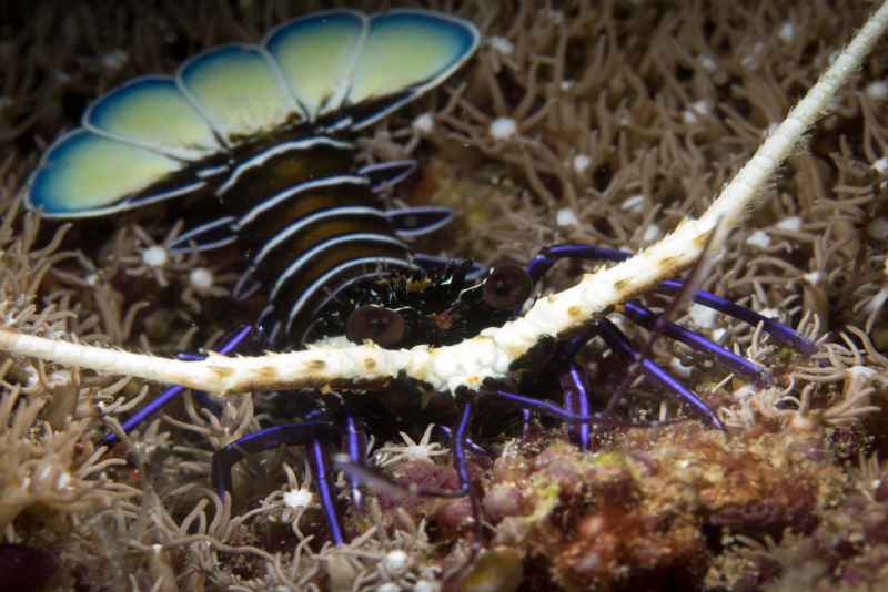 painted spiny lobster panulirus versicolor