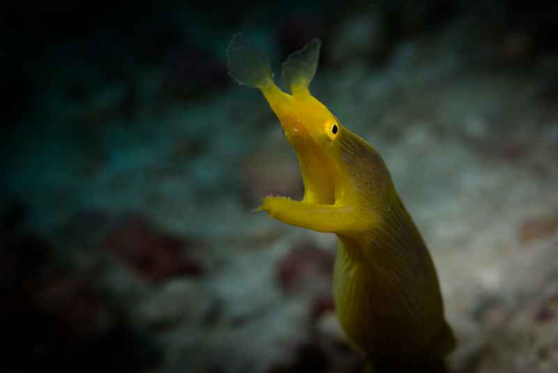 ribbon eel female rhinomuraena quaesita