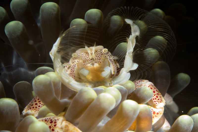 spotted porcelain crab neopetrolisthes maculatus01