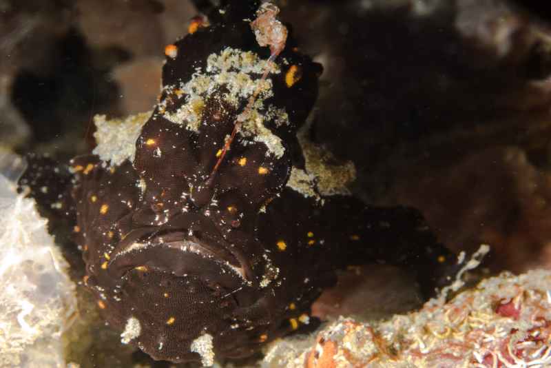 warty frogfish antennarius maculatus 2