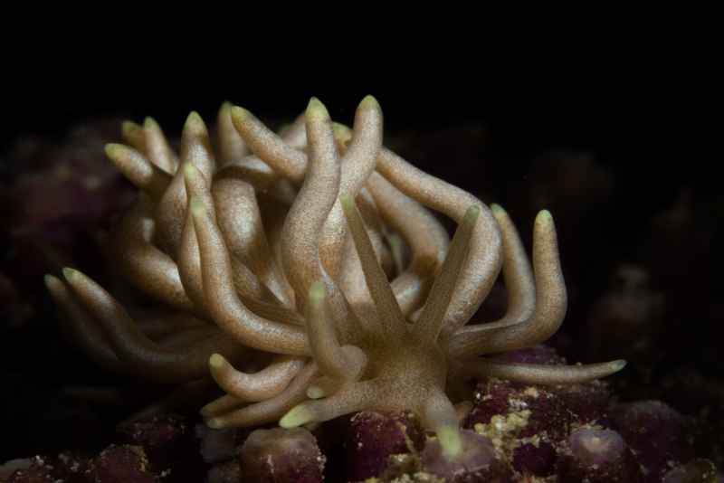 yellow tipped phyllodesmium phyllodesmium briareum