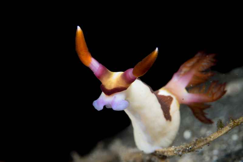 chamberlains nembrotha nembrotha chamberlaini