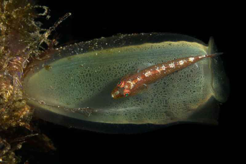 common ghostgoby pleurosicya mossambica 2