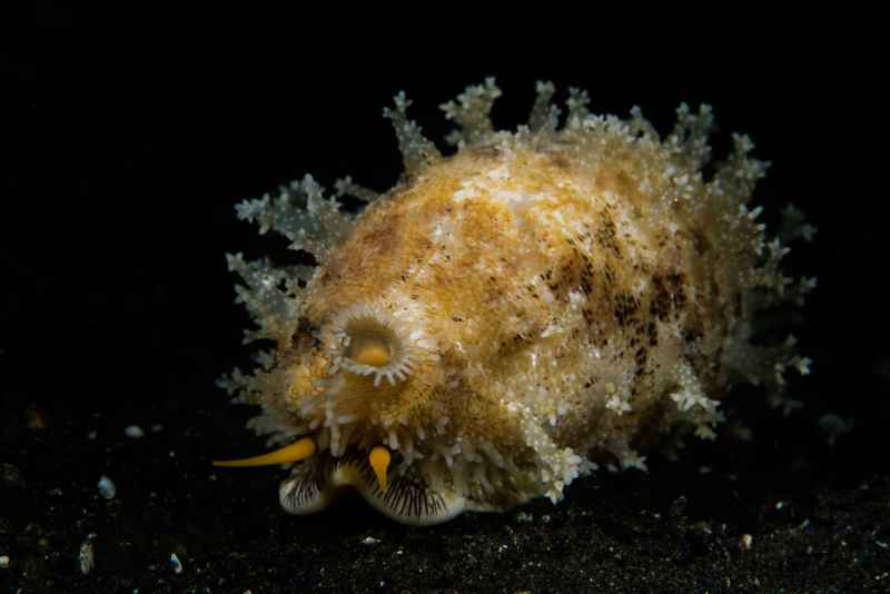 cowrie talostolida teres