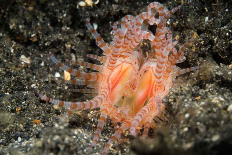 fragile file shell limaria fragilis