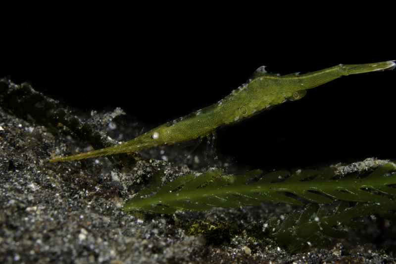 ocellated tozeuma shrimp tozeuma lonceolatum