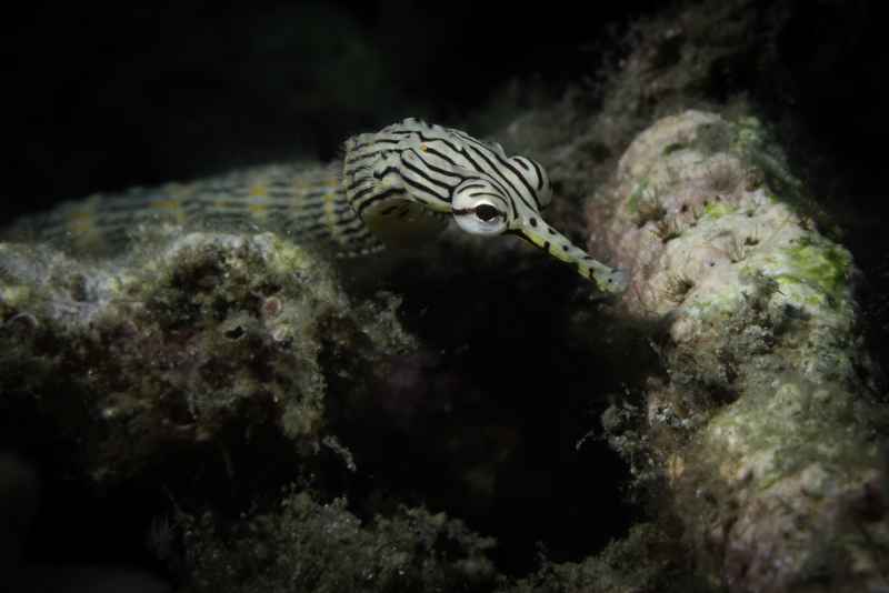 orange spotted pipefish corythoichthys ocellatus
