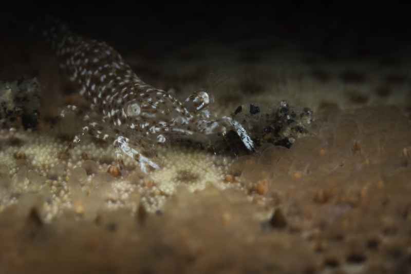 rounded sea star shrimp zenopontonia noverca