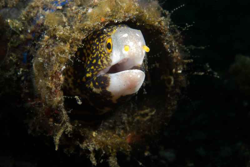 snowflake moray eel echidna nebulosa 2
