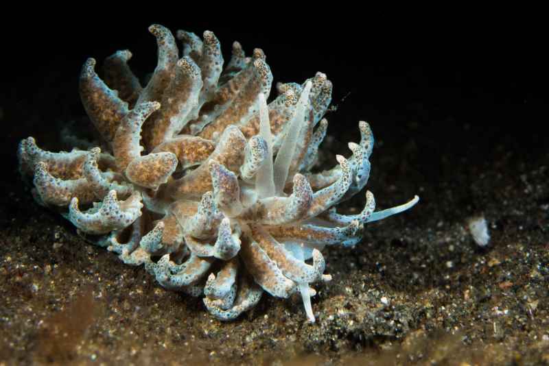 solar powered phyllodesmium phyllodesmium longicirrum02