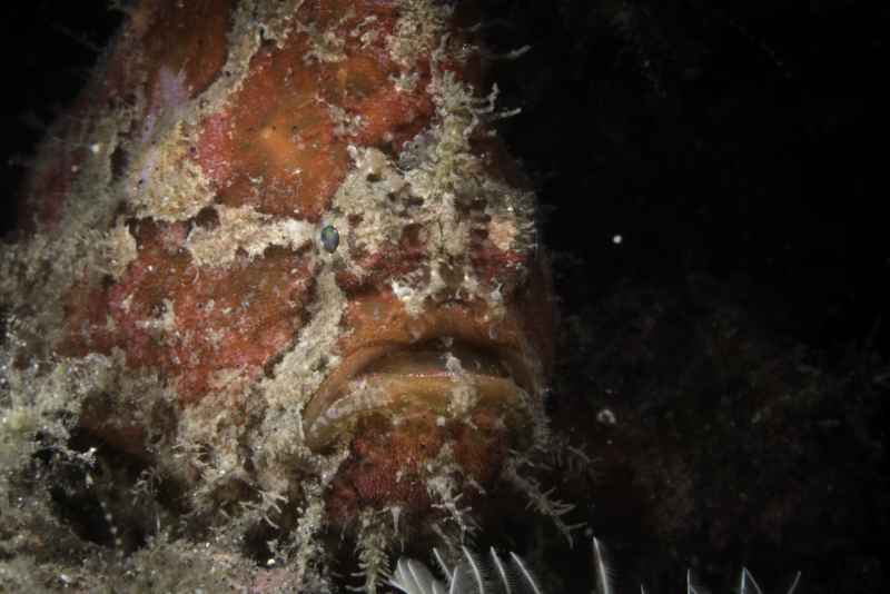 warty frogfish antennarius maculatus02