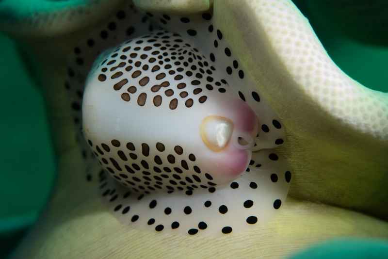 black spotted egg cowrie calpumus verrucousus