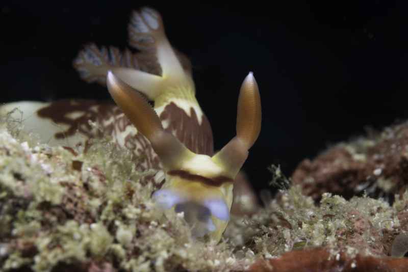 chamberlains nembrotha nembrotha chamberlaini 2