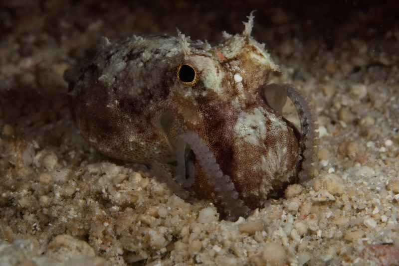 coconut octopus amphioctopus marginatus02 4