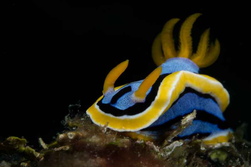 elisabeths chromodoris chromodoris elisabethina