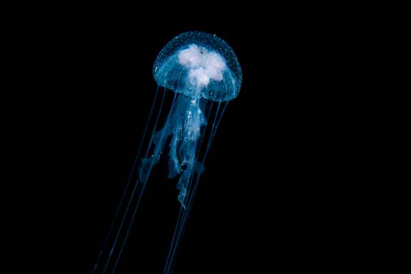 jellyfish
