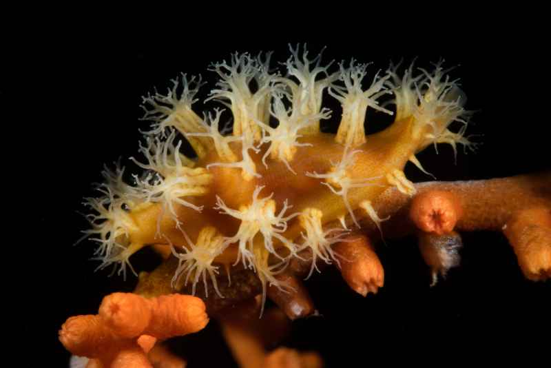 lance cowrie aclyvolva lanceolata