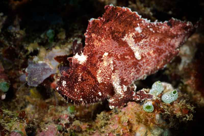 leaf scorpionfish taenianotus triacanthus01 3