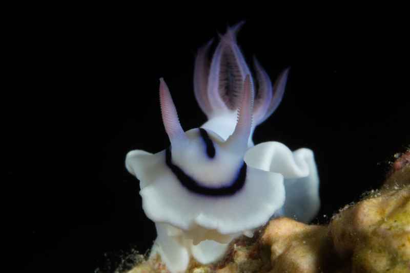 lochs chromodoris chromodoris lochi