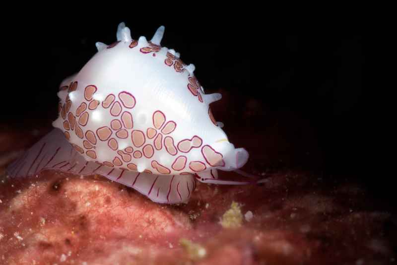 margarita egg cowrie diminovula margarita