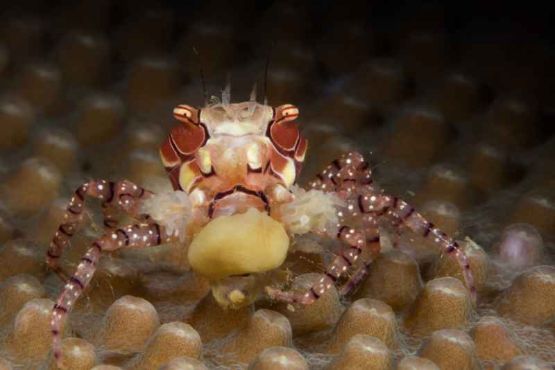 mosaic boxer crab lybia tesselata01 3
