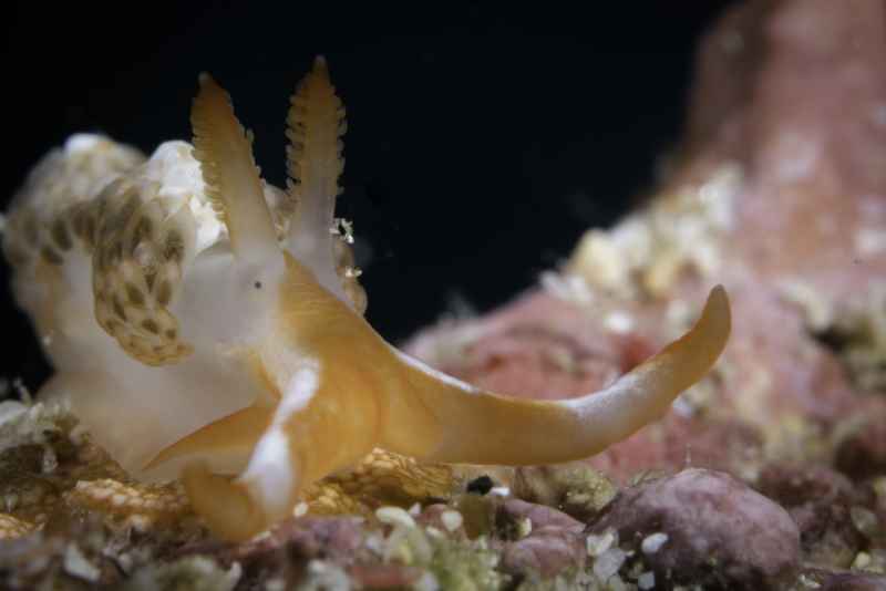 nudibranch moridilla brockii