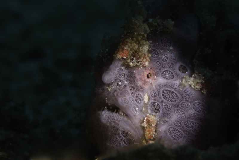 painted frogfish antennarius pictus 4
