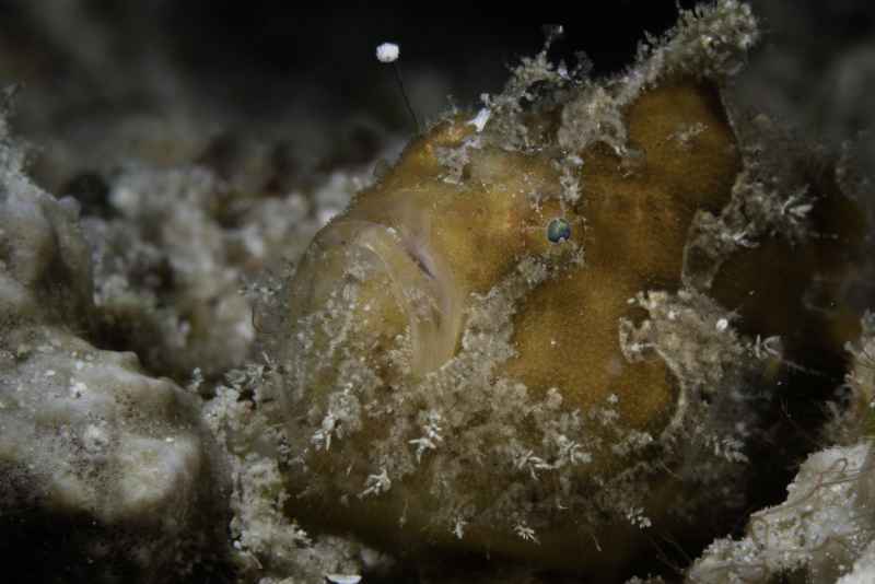 painted frogfish antennarius pictus01