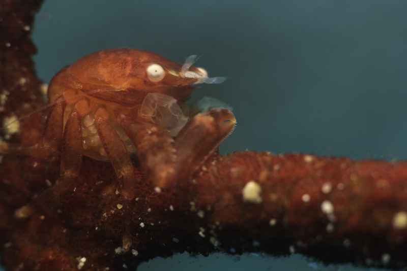 porcelain crab lissoporcellana sp
