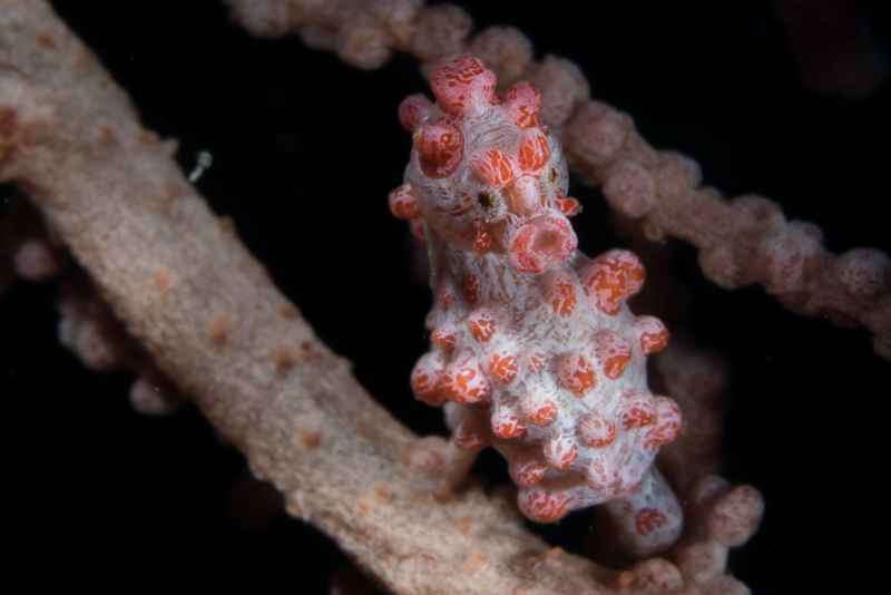 pygmy seahorse hippocampus bargibanti02 3