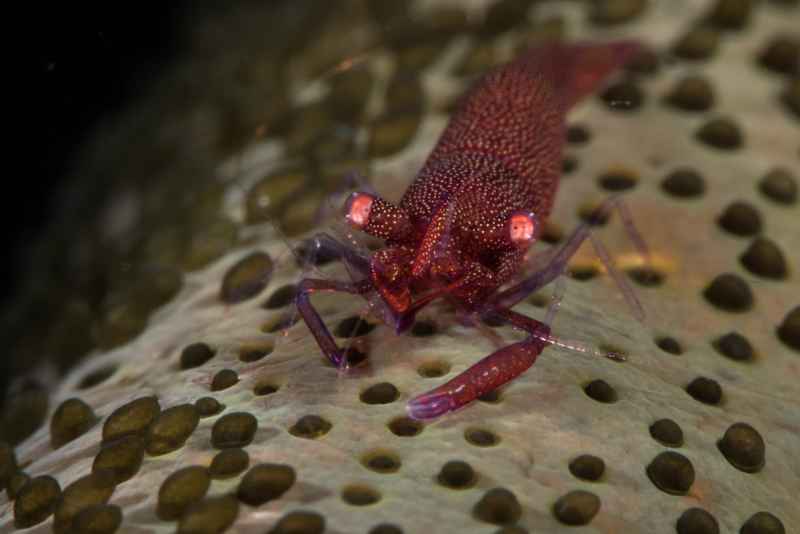 sea star shrim periclimenes soror