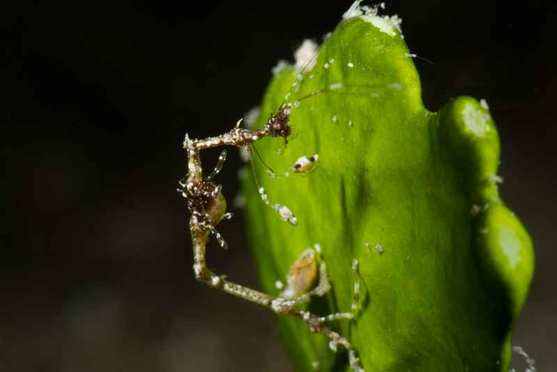skeleton shrimp caprella ssp01 2