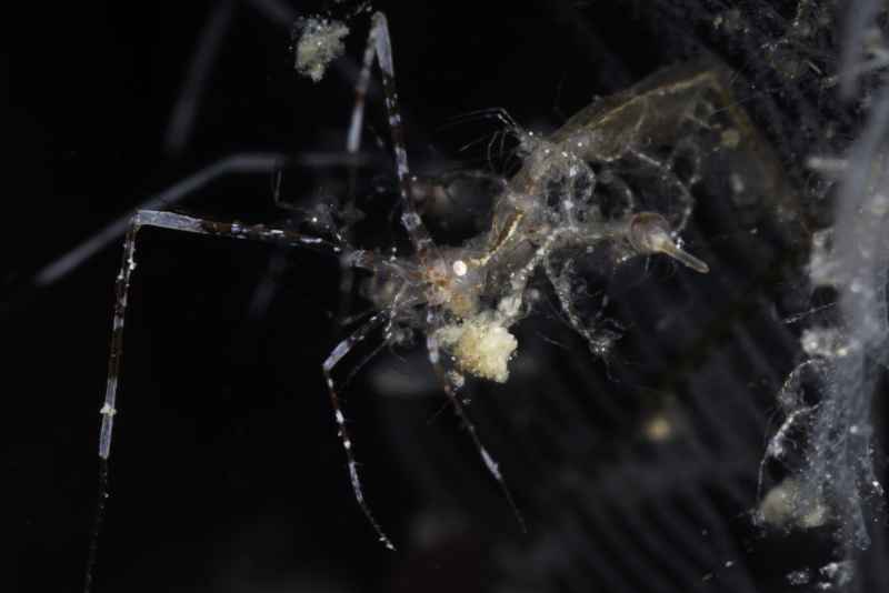 skeleton shrimp caprella ssp02 2