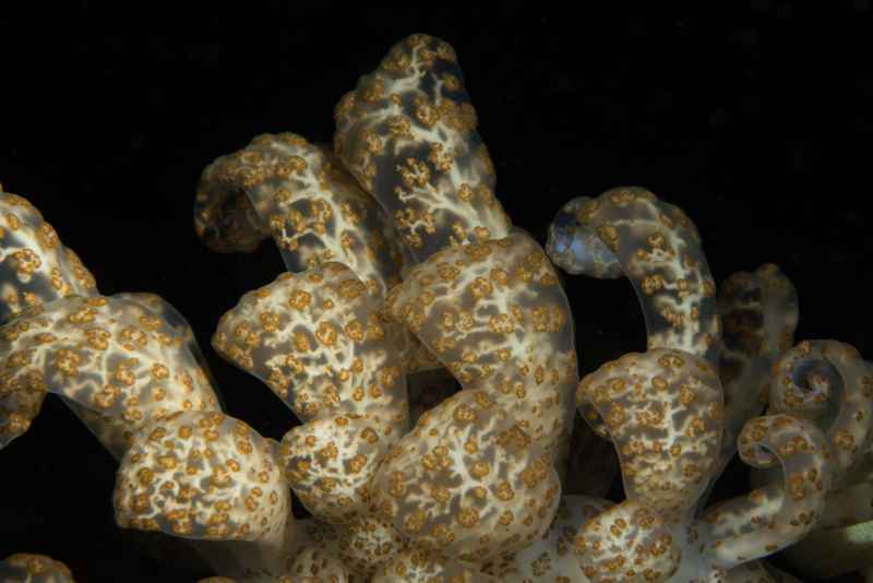 solar powered phyllodesmium phyllodesmium longicirrum