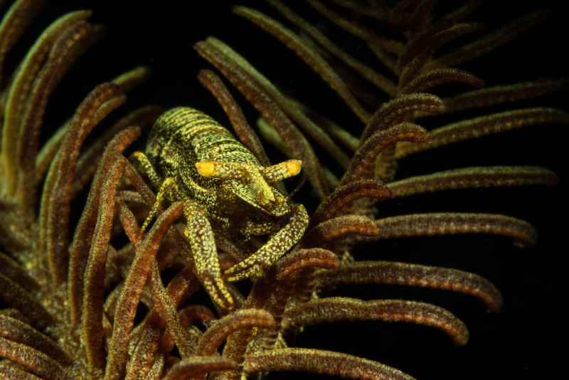 tiger crinoid shrimp laomenes tigris
