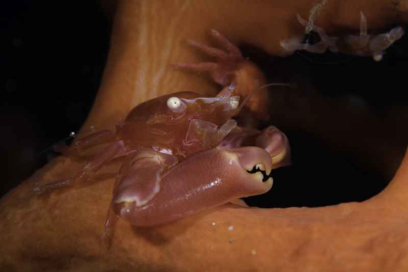 coral crab trapezia lutea
