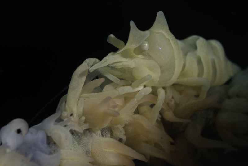 ankers whip coral shrimp pontonides ankeri