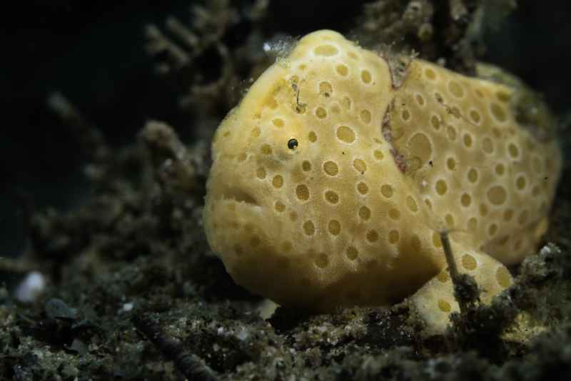 baby painted frogfish antennarius pictus