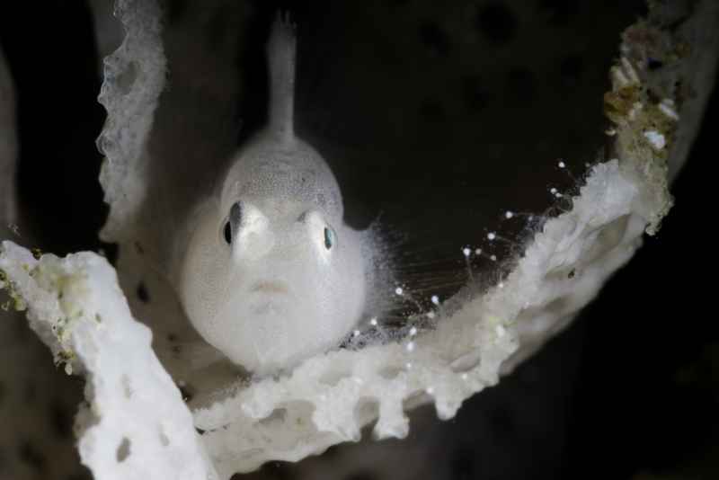 blue eyes bryozoan goby sueviota bryozophila