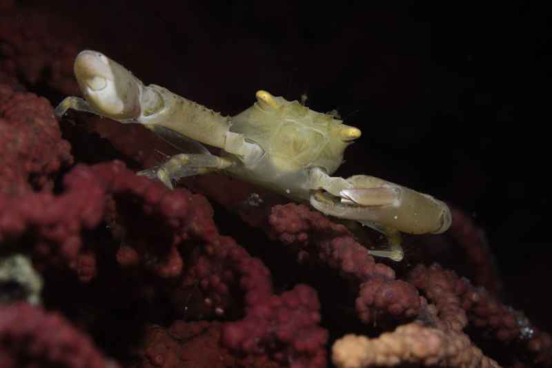 crowned coral crab quadrella coronata02