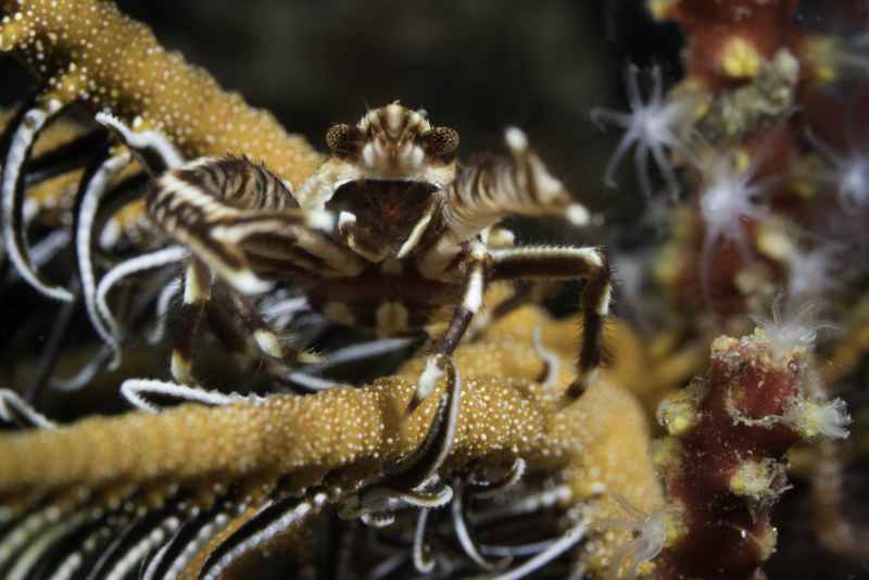 elegant squat lobster allogalathea elegans