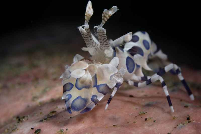 harlequin shrimp hymenocera elegans01 4
