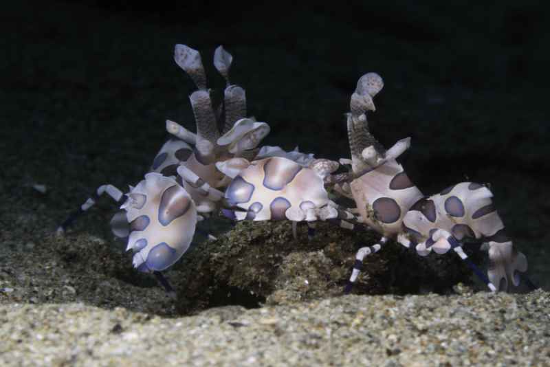 harlequin shrimp hymenocera elegans03 3