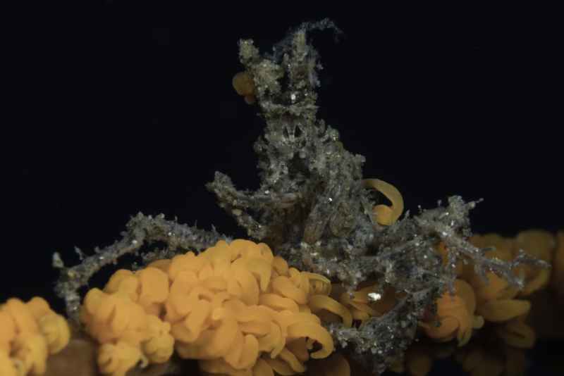 hydoid spidercrab achaeus sp