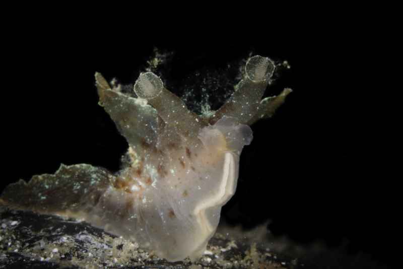 iridescent nudibranch notobryon wardi