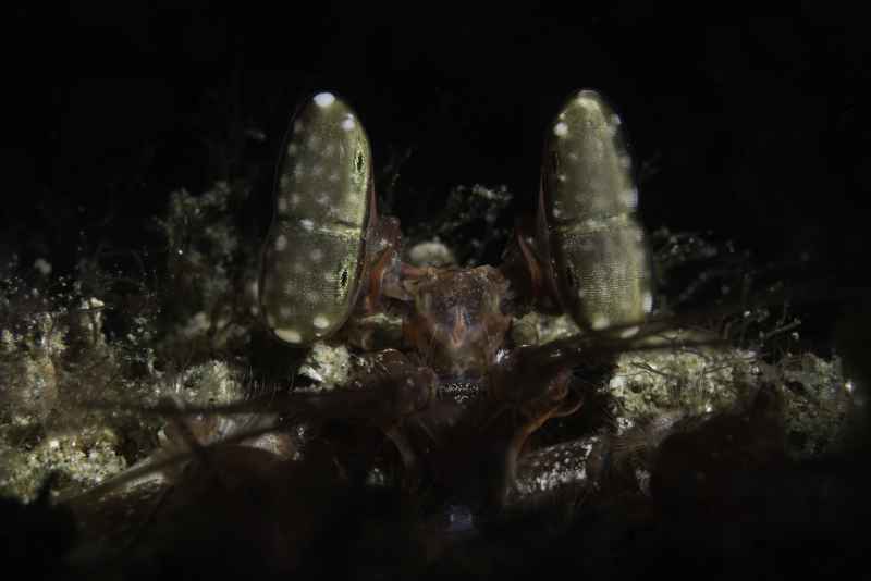 lisas mantis lysiosquillina lisa 5