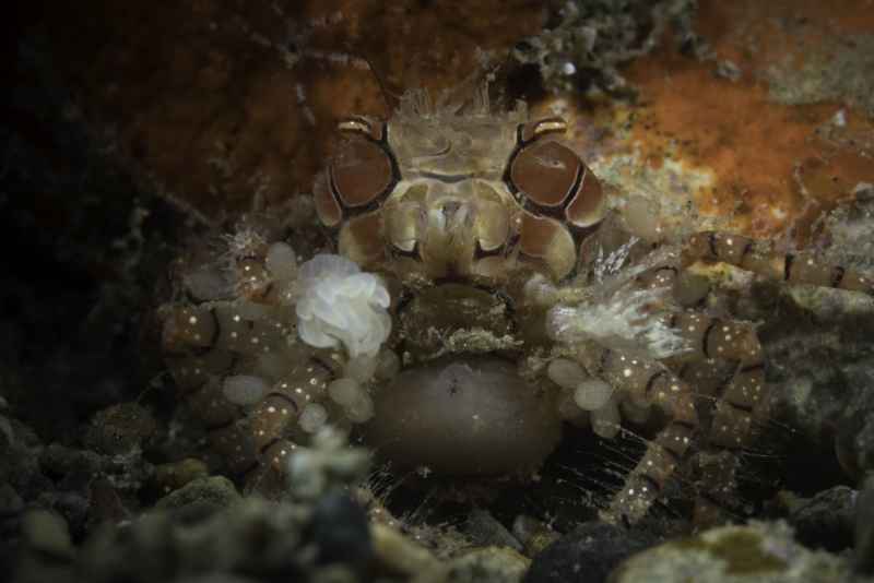 mosaic boxer crab lybia tessellata01